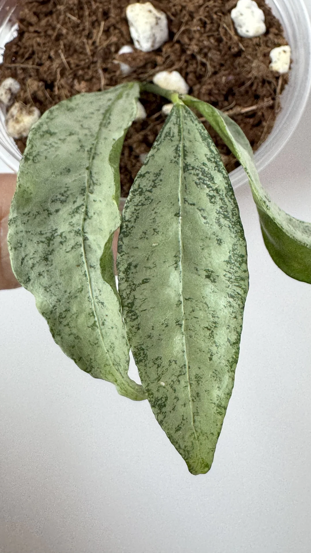 Hoya Snow cai silver/Hoya Amicabilis silver - миниатюра 6