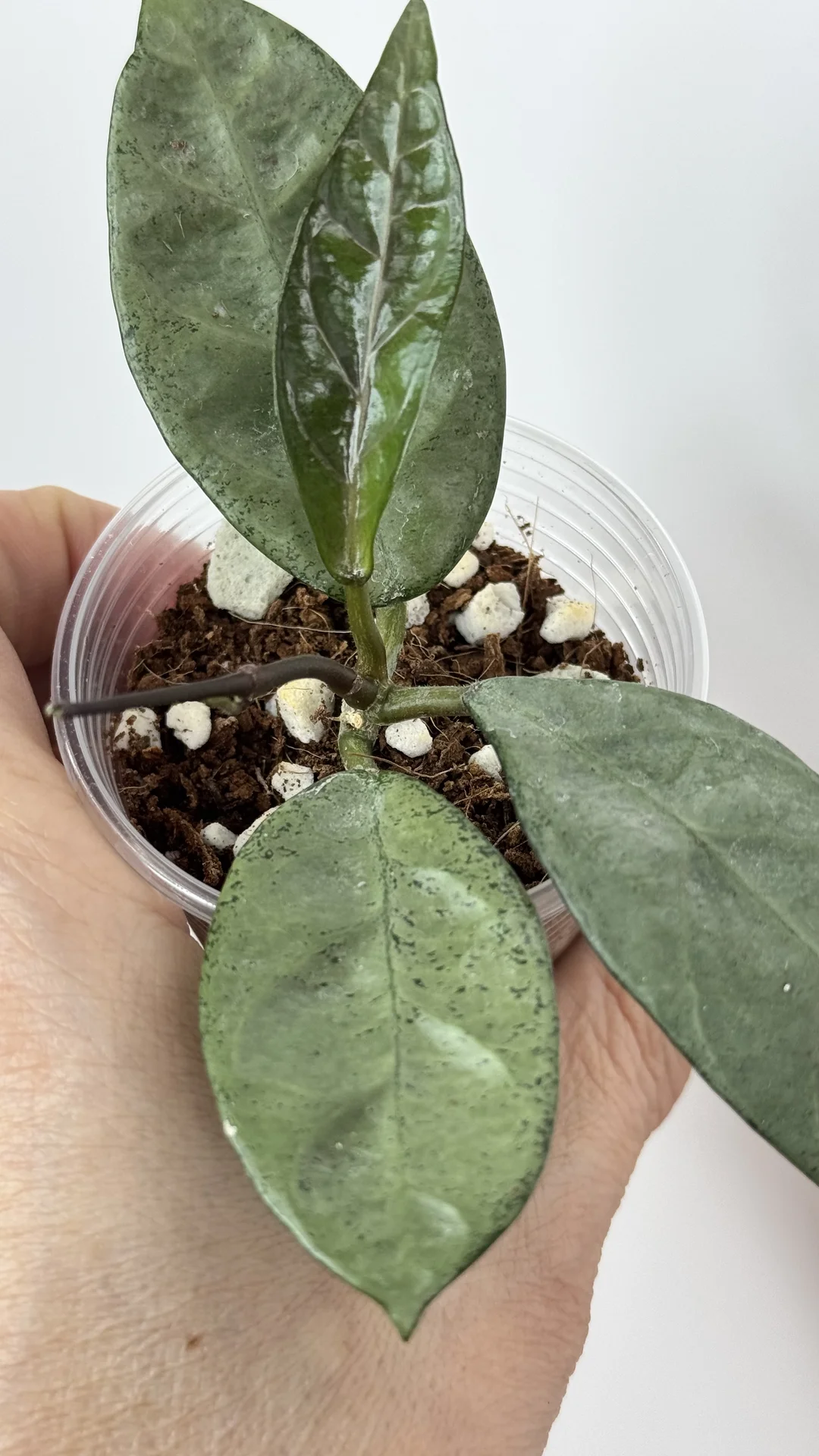 Hoya Lai Chau silver/Hoya Obscura cryptic chrome - миниатюра 2