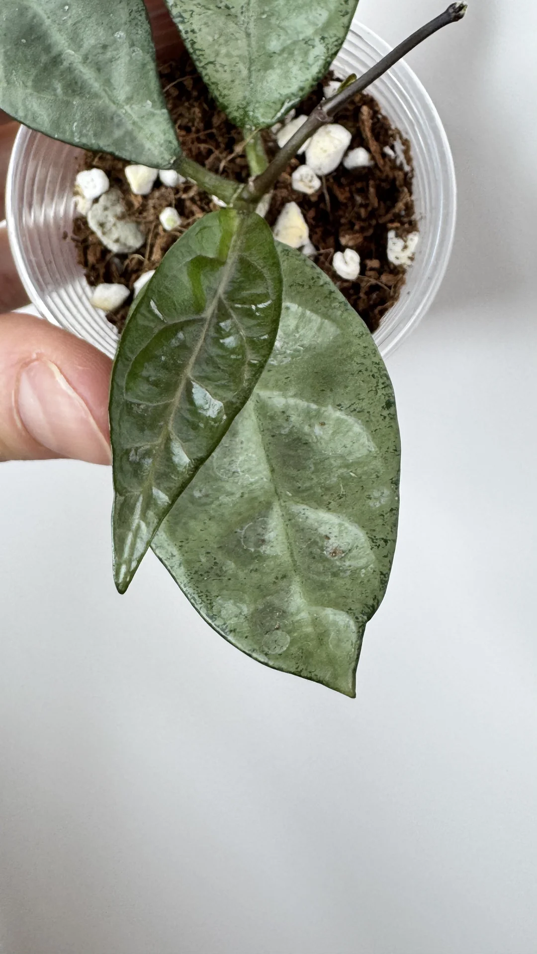 Hoya Lai Chau silver/Hoya Obscura cryptic chrome - миниатюра 3