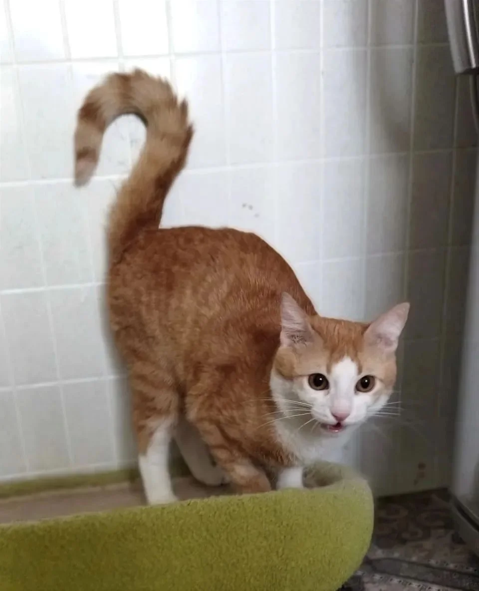 Отдам котенка в добрые руки - изображение 1