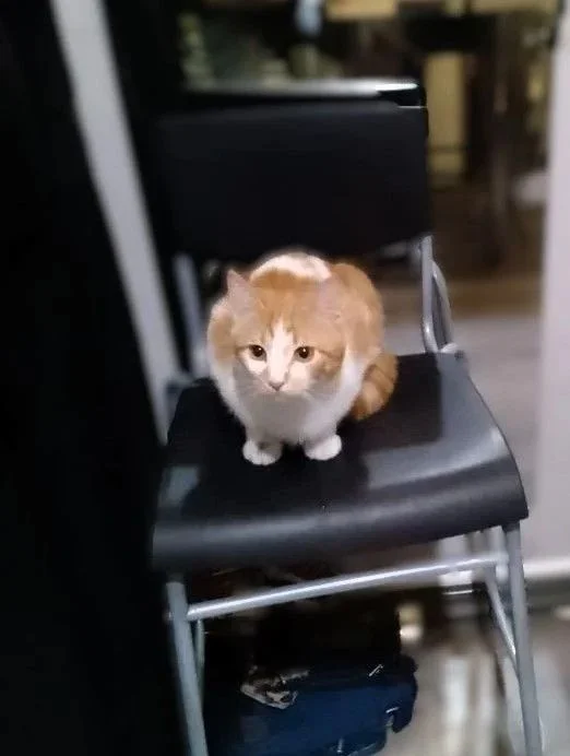 Отдам котенка в хорошие руки - миниатюра 2