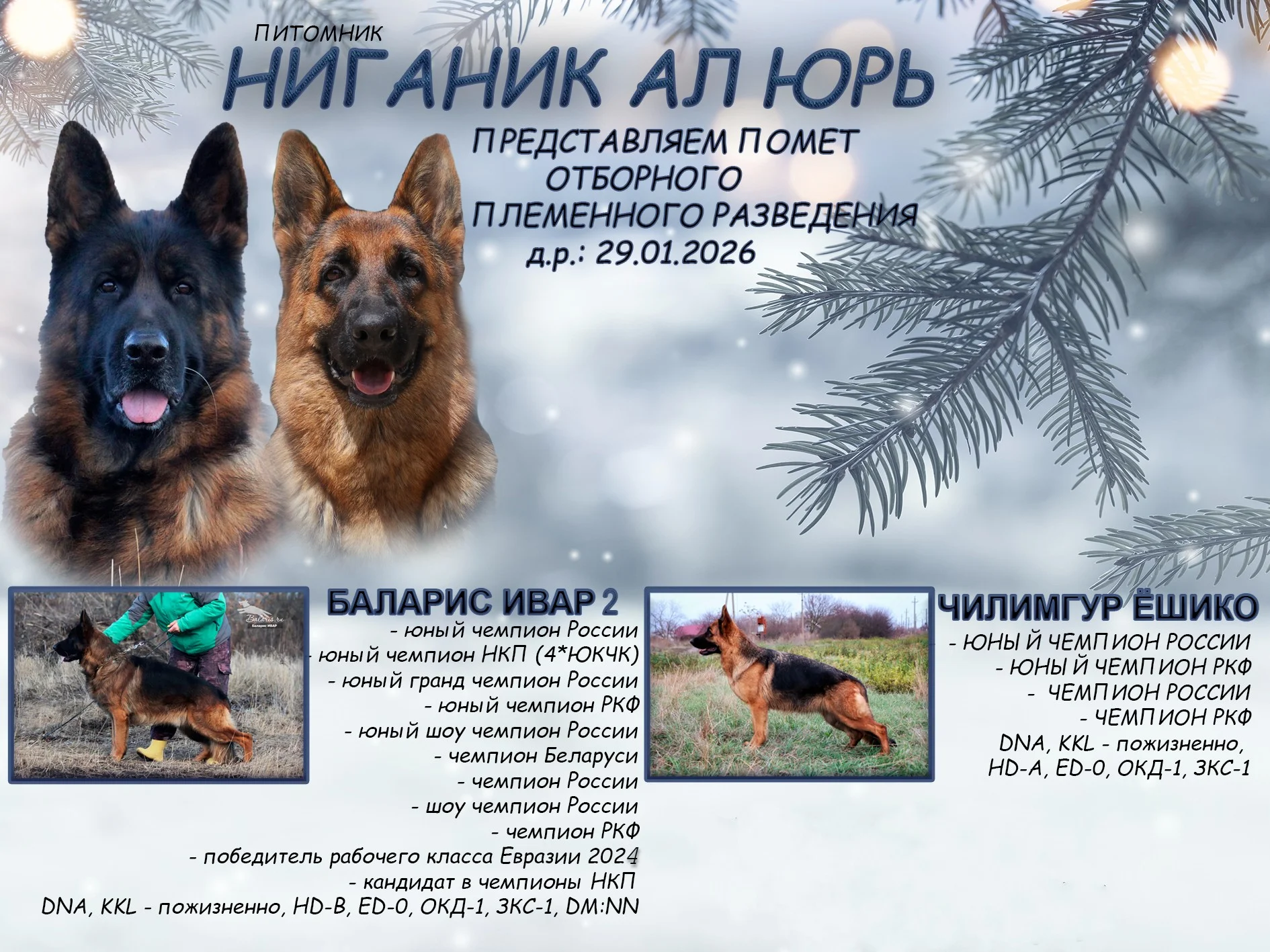 Щенки немецкой овчарки с документами - миниатюра 6