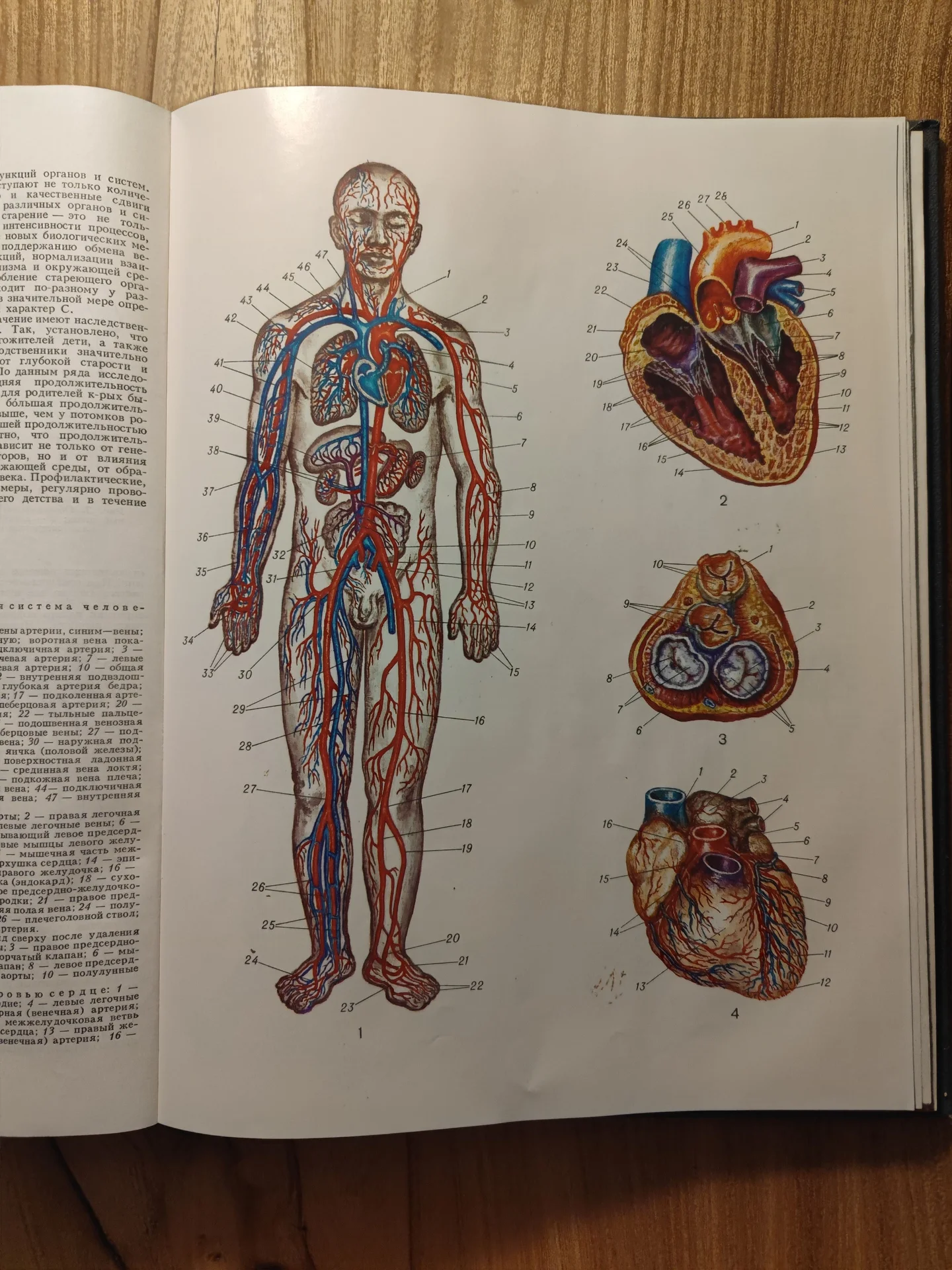 Популярная медицинская энциклопедия Петровский - миниатюра 5