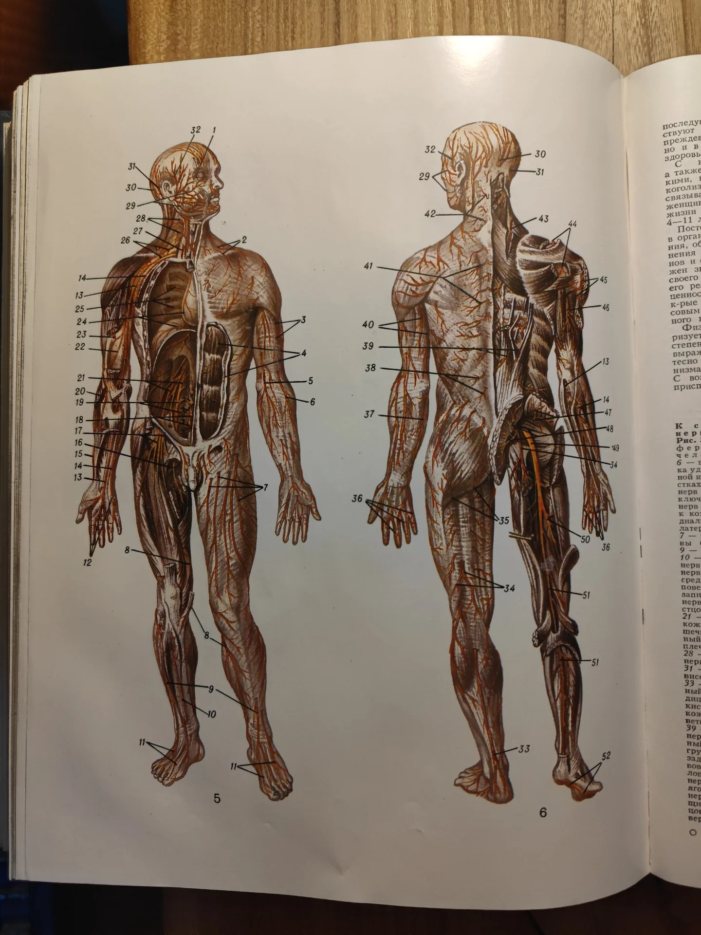 Популярная медицинская энциклопедия Петровский - миниатюра 6