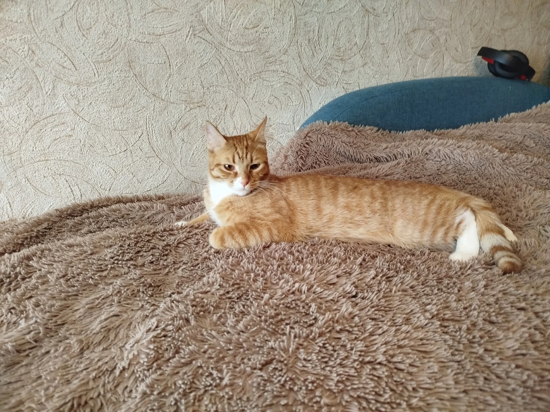 Домашний Кот - миниатюра 2