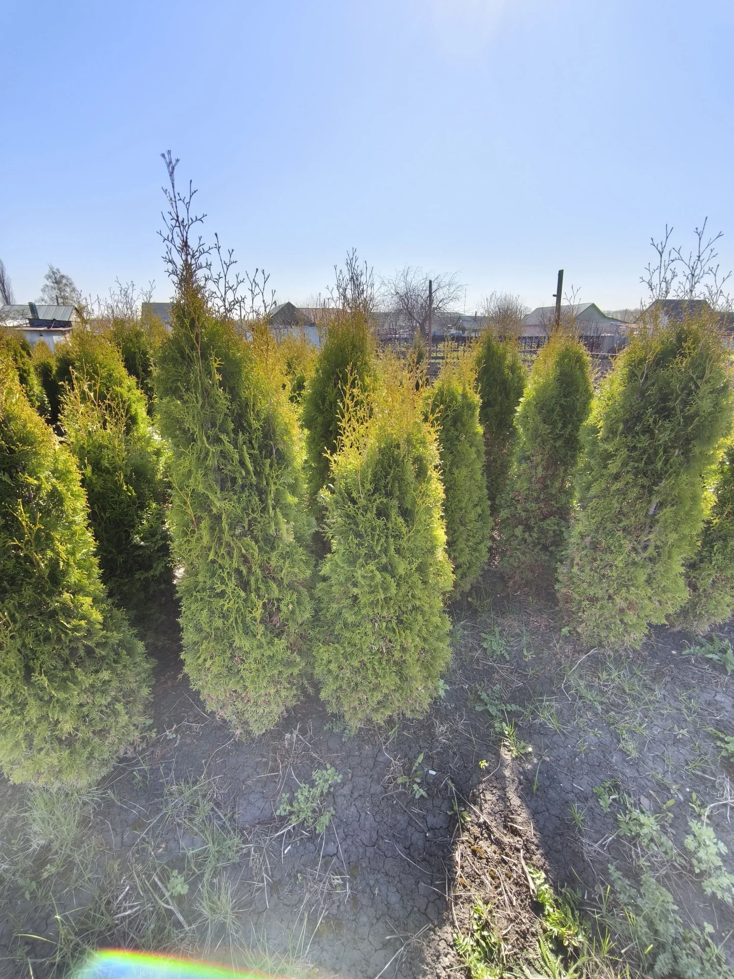 Туя западная (Columna) 1.4–2.2 м. Срочно! - изображение 1