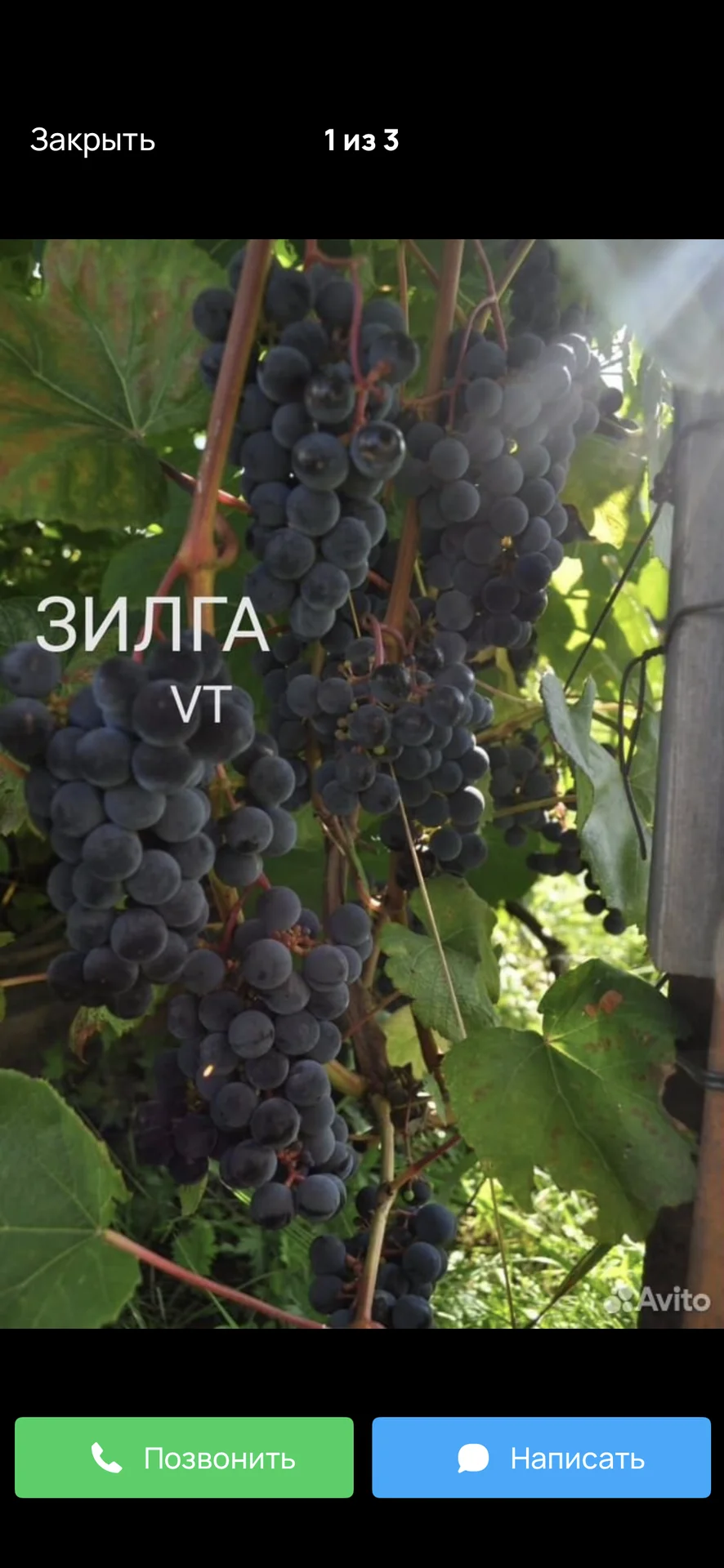 Саженцы винограда - миниатюра 2