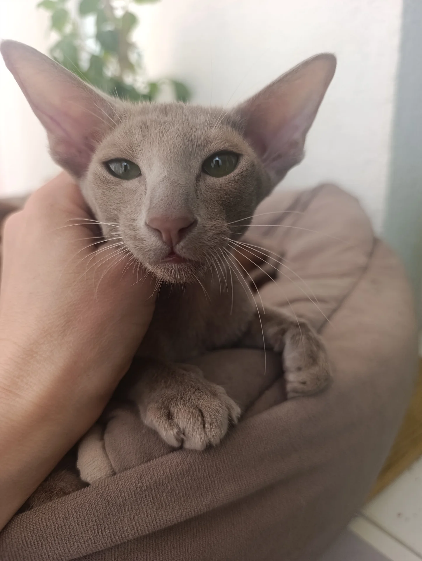 Котенок ориентал - миниатюра 3