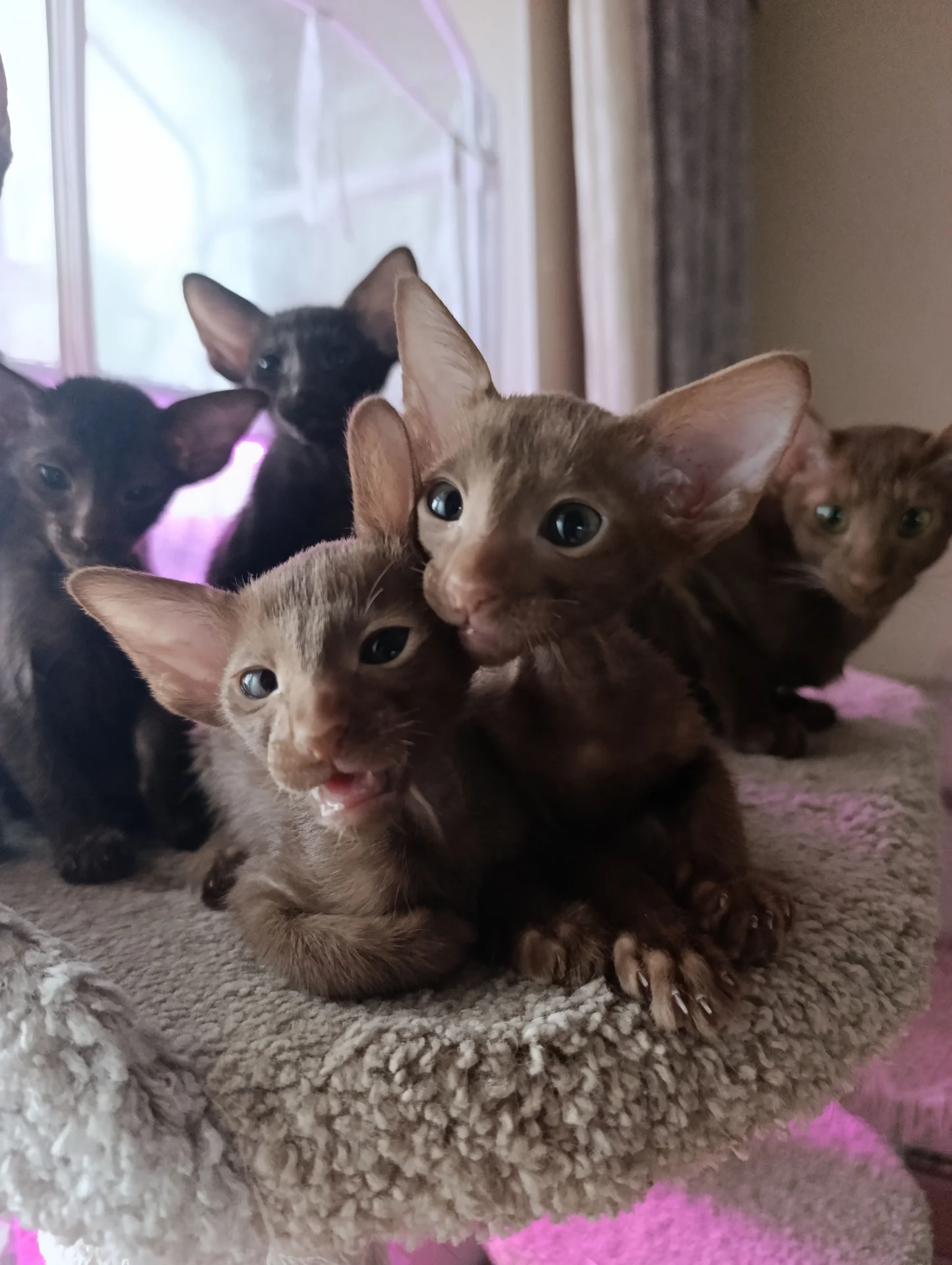 Котенок ориентал - миниатюра 4