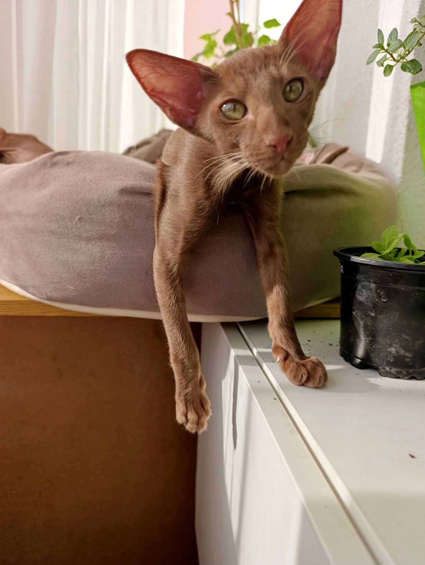 Котенок ориентал - миниатюра 6