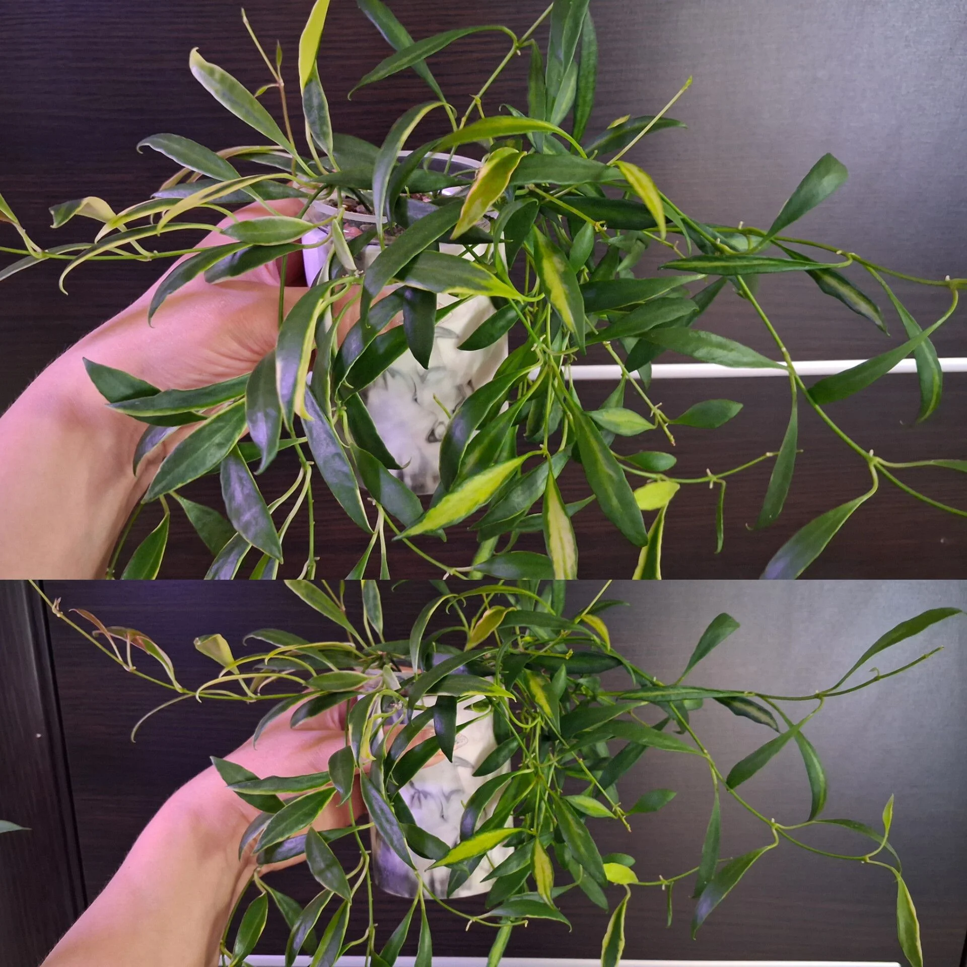 🌿Хойи срезом - миниатюра 3