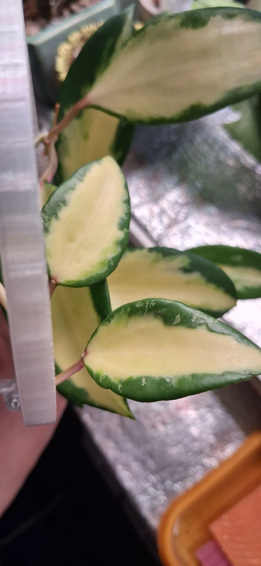 🌿Хойи срезом - миниатюра 4