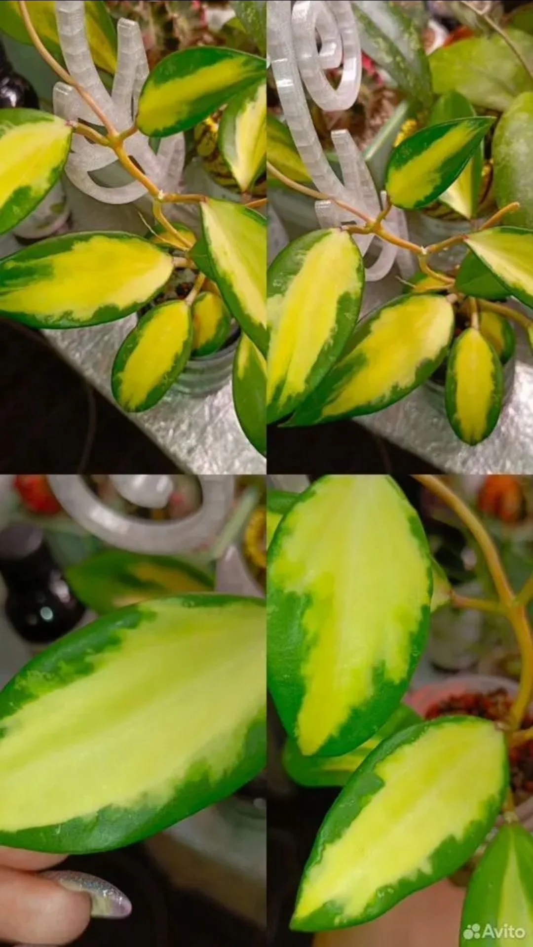 🌿Хойи срезом - миниатюра 6