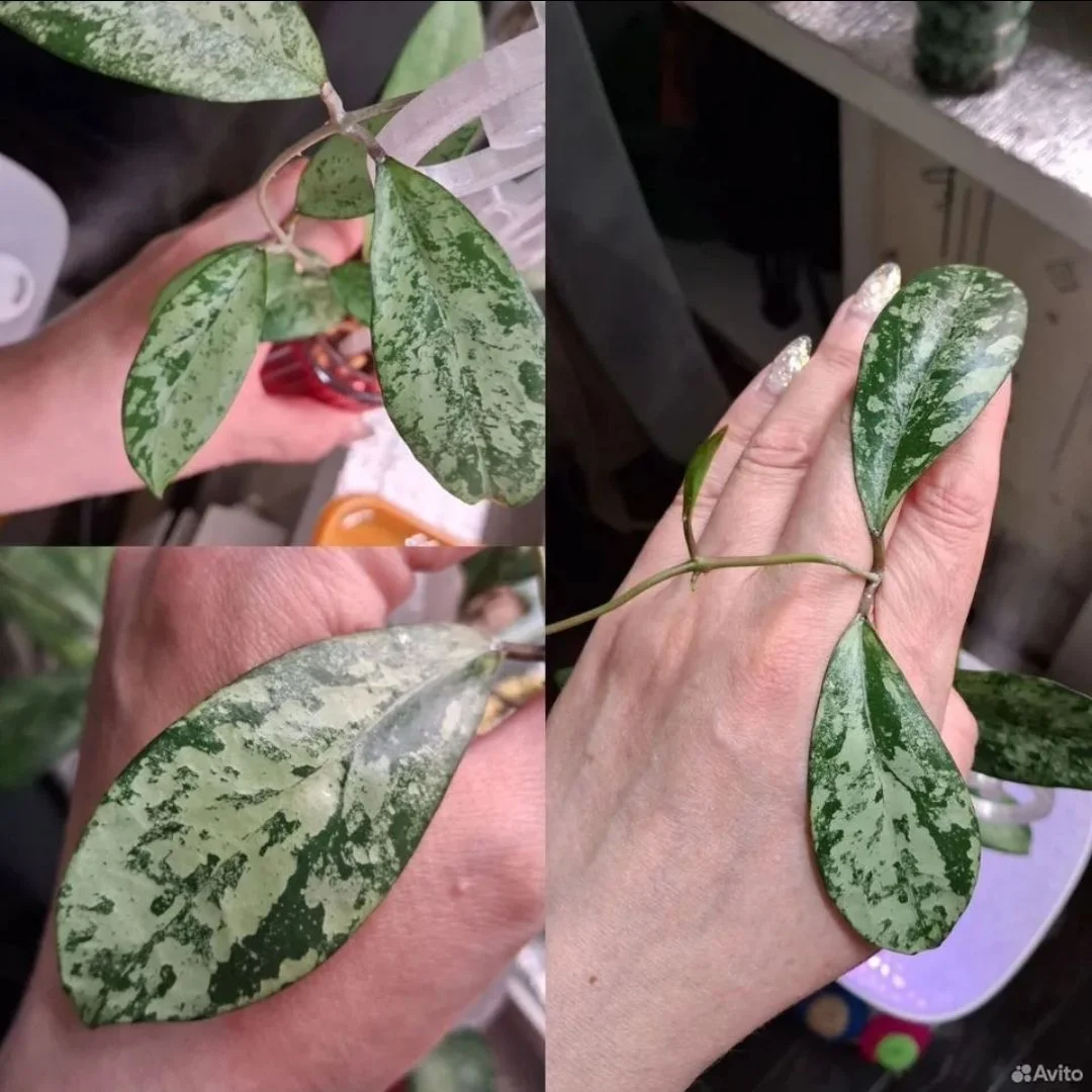 🌿 Хойи срезом 2 - миниатюра 6
