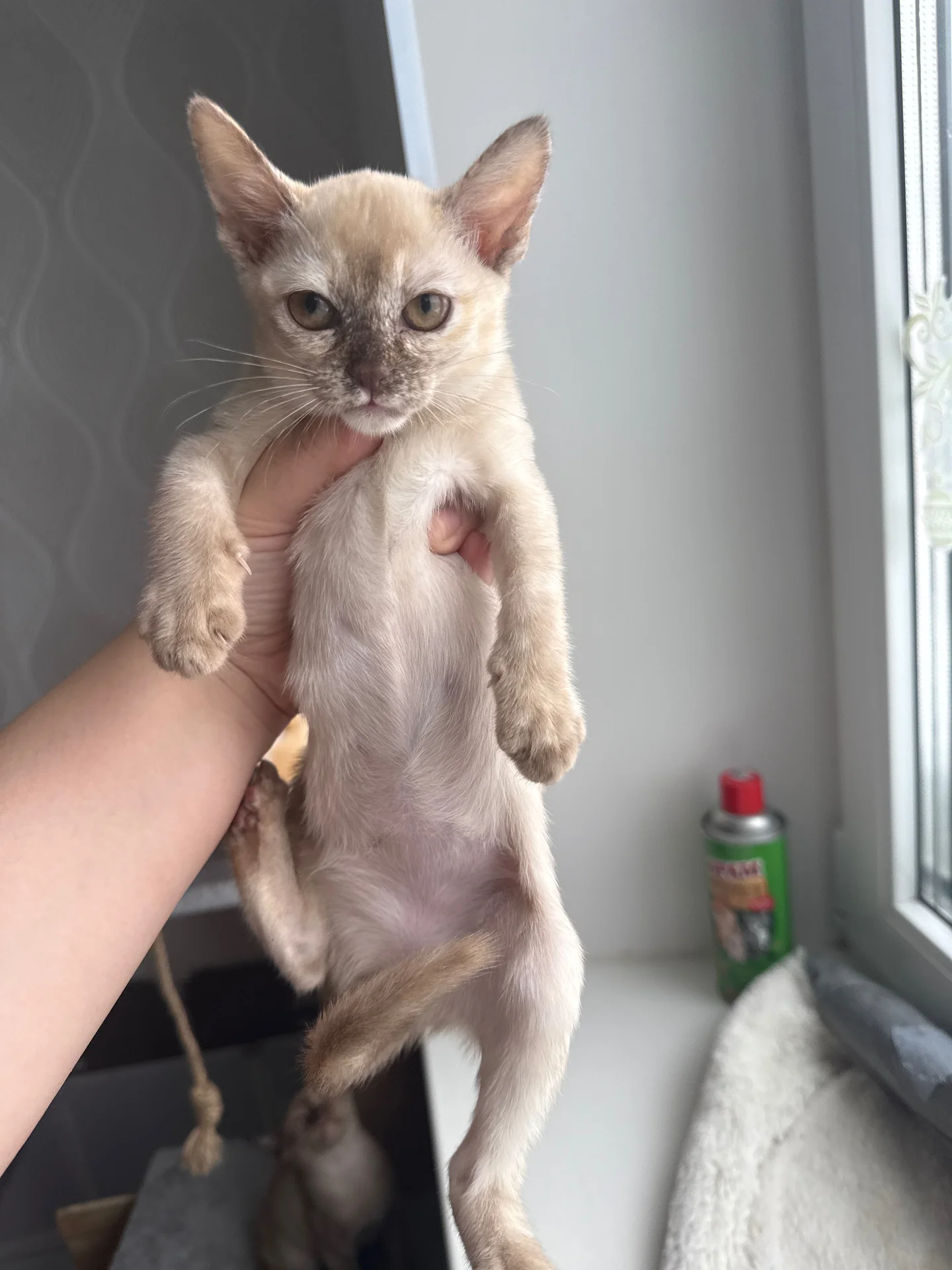 Котята европейской бурмы - миниатюра 5