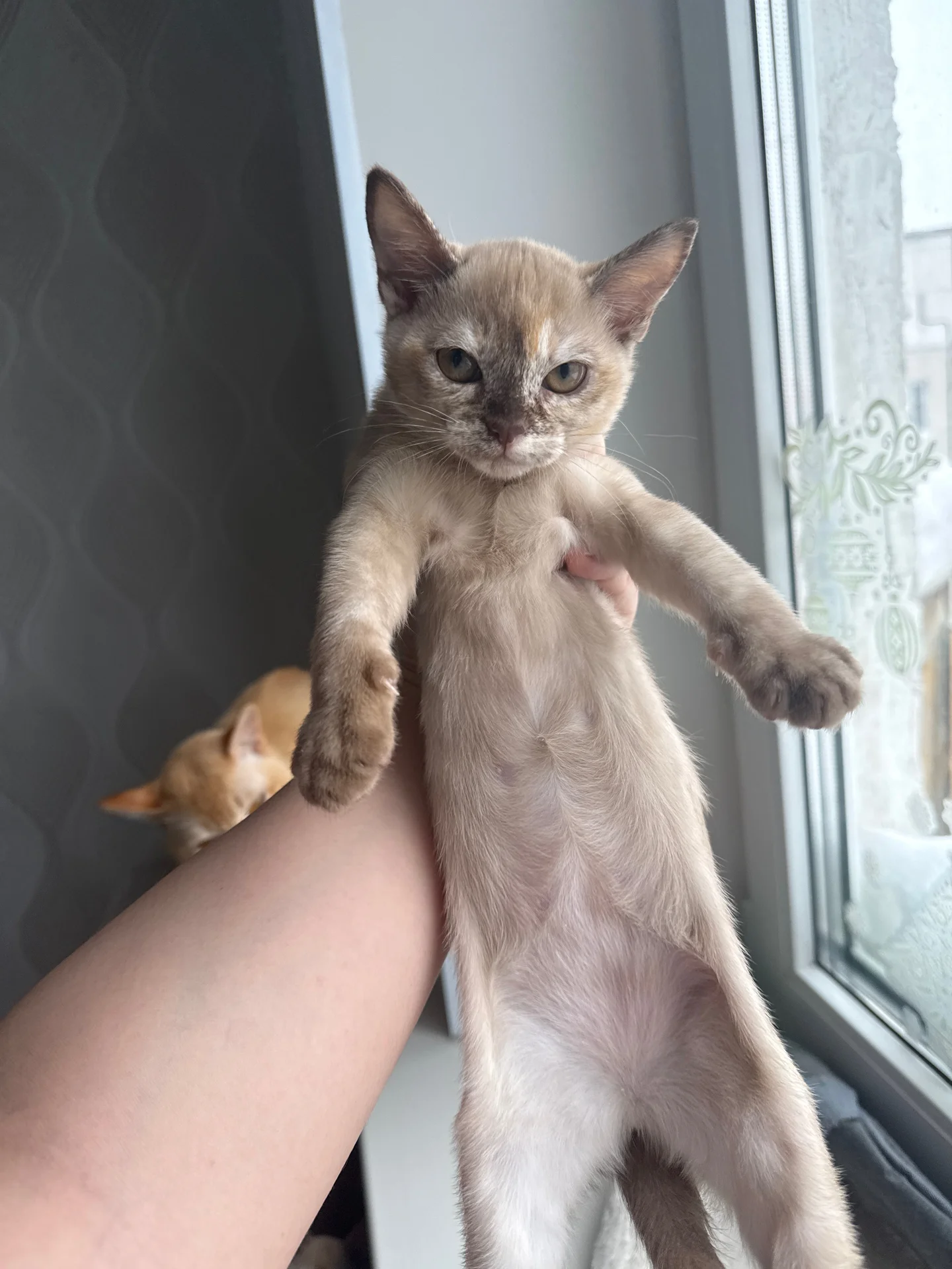 Котята европейской бурмы - миниатюра 4