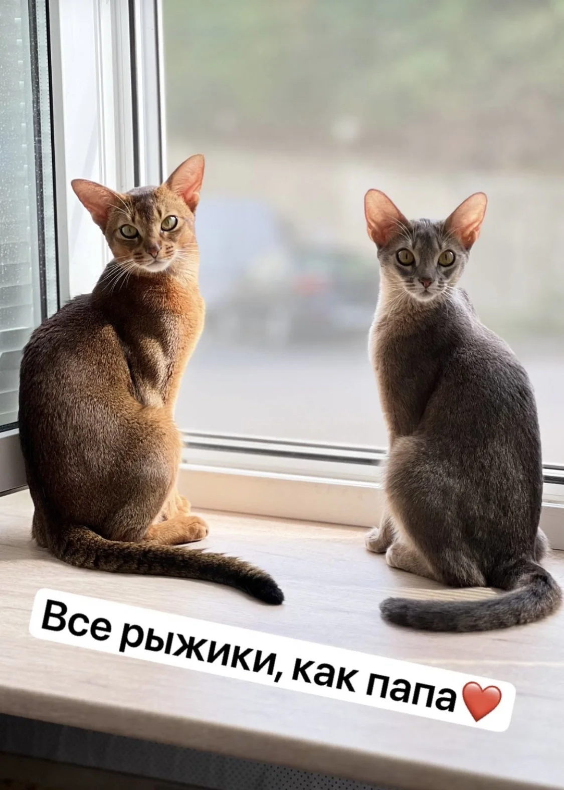 Чудесные абиссинские котята от родителей чемпионов - миниатюра 7