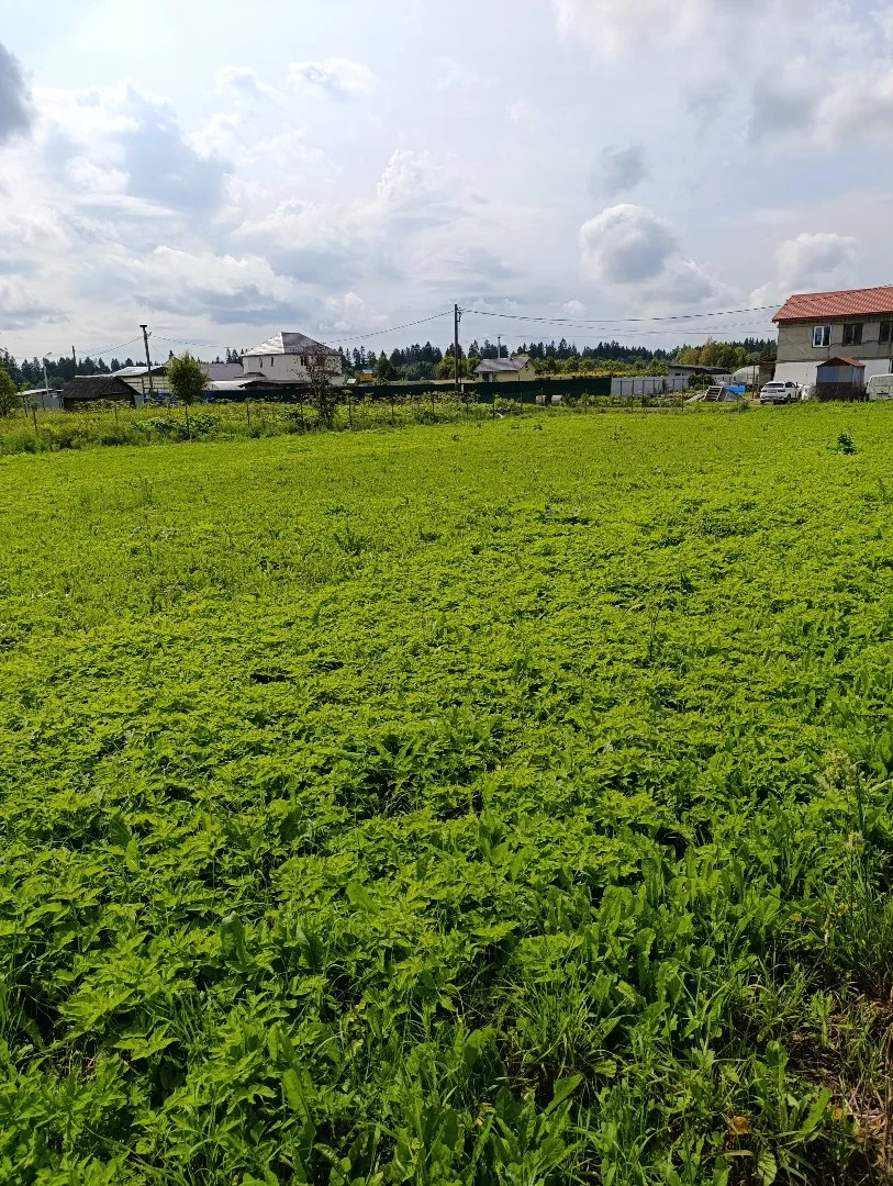 Продам в д.Ижора (Елизаветино) участок 15с ИЖС, рядом лес, карьер, ж/д