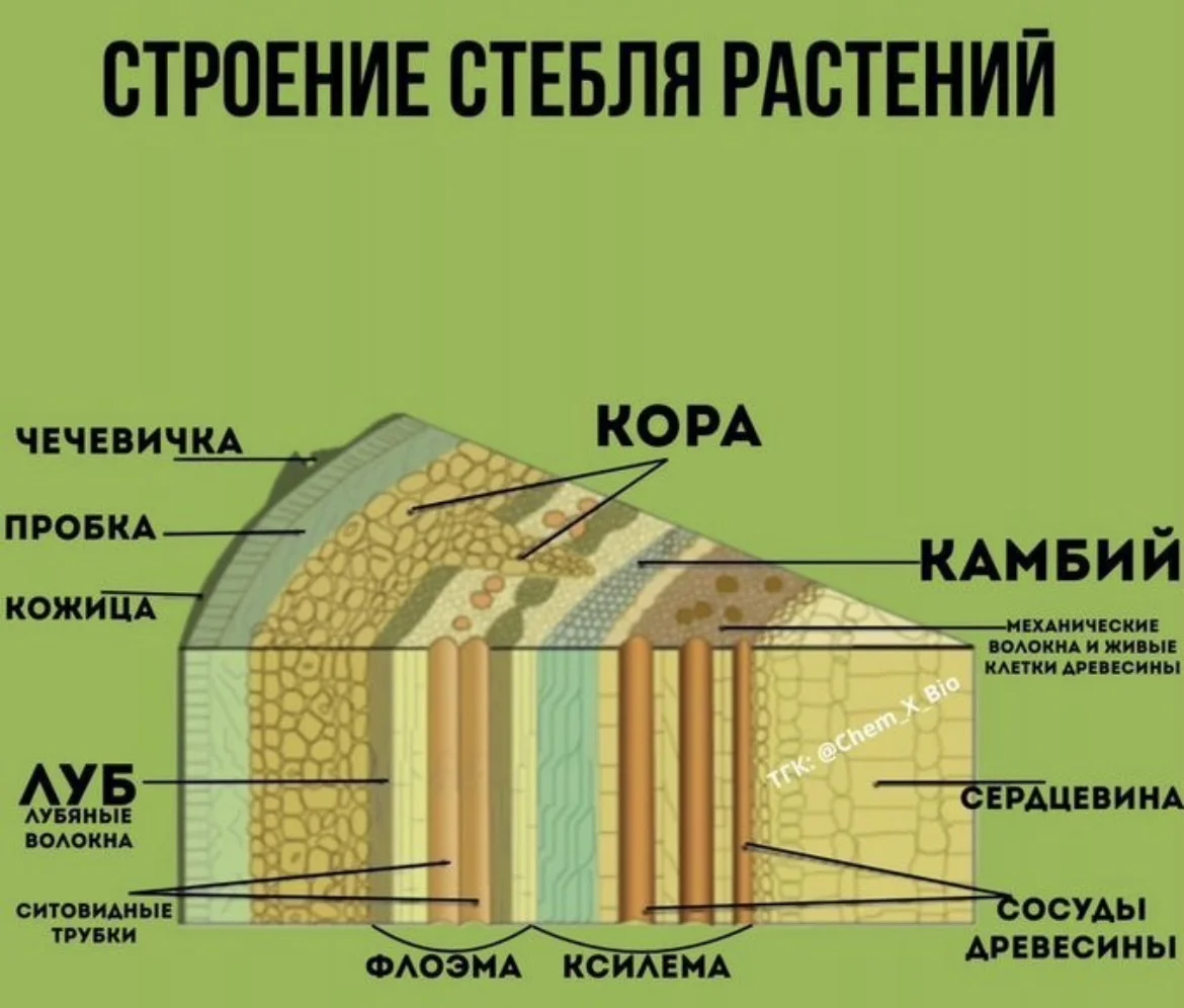 Репетитор по химии и биологии ЕГЭ, ОГЭ, олимпиады - миниатюра 7