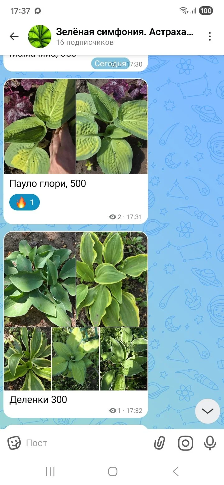 Сортовые хосты - изображение 1