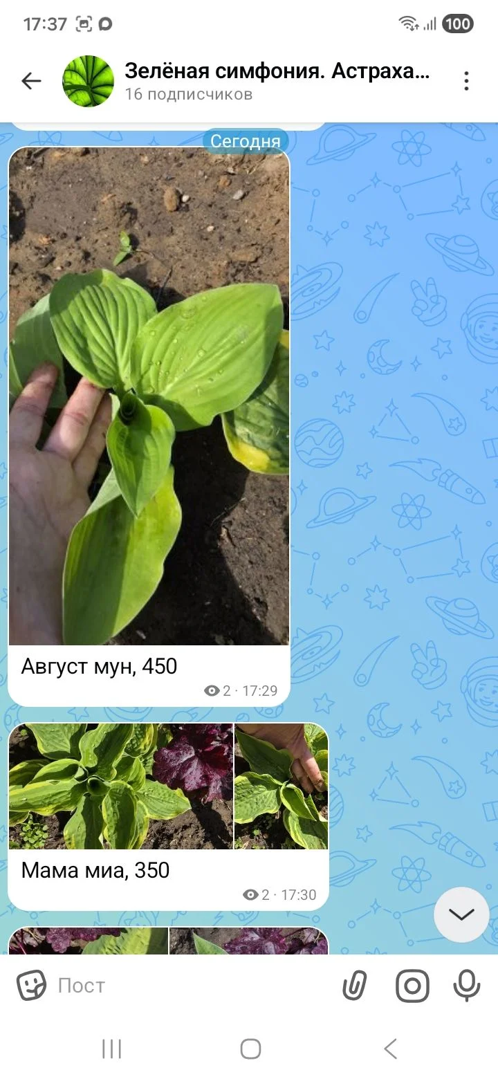 Сортовые хосты - миниатюра 2
