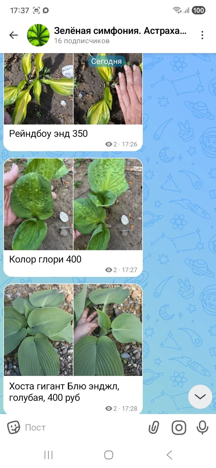 Сортовые хосты - миниатюра 3
