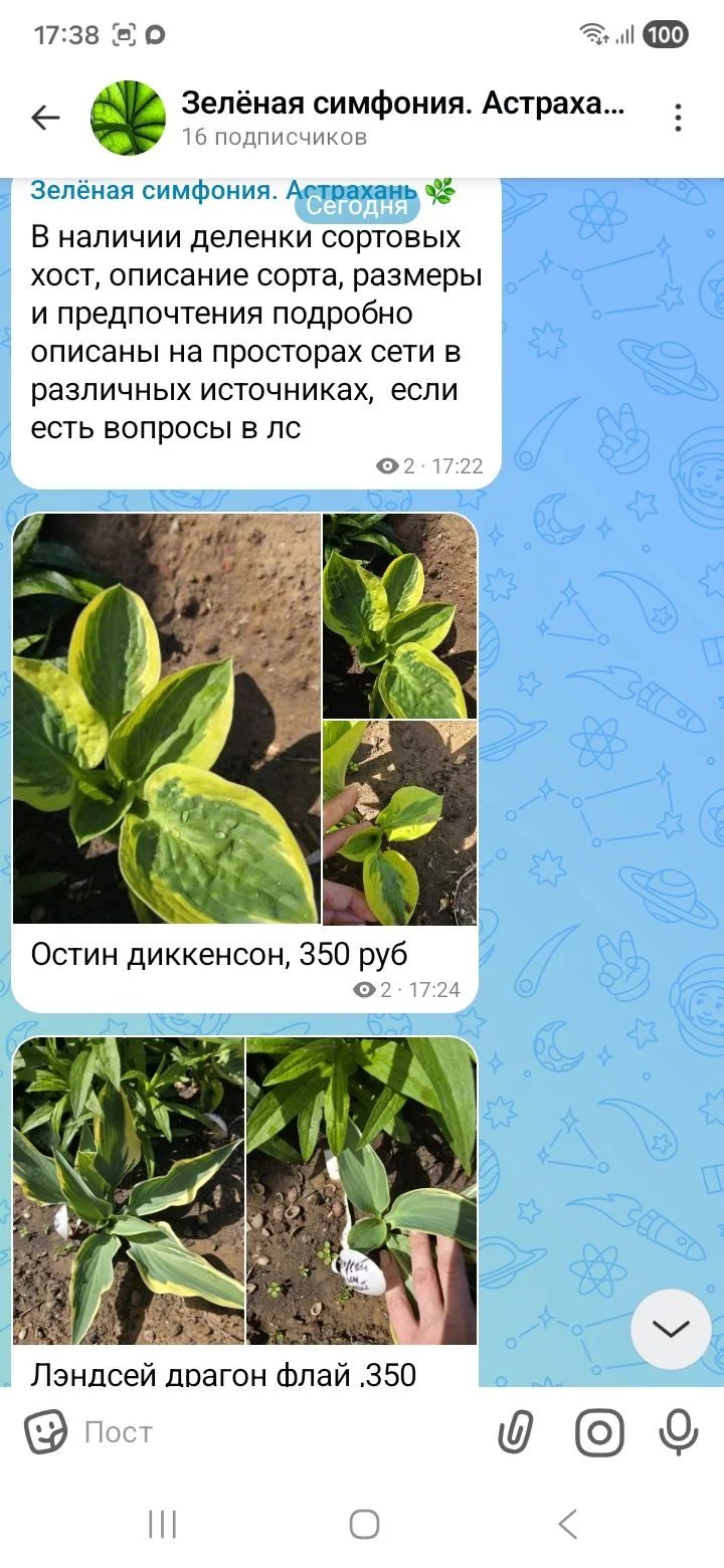 Сортовые хосты - миниатюра 4