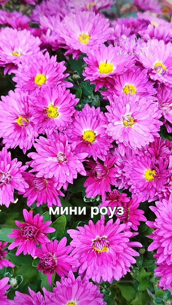 Хризантемы мультифлора - миниатюра 9