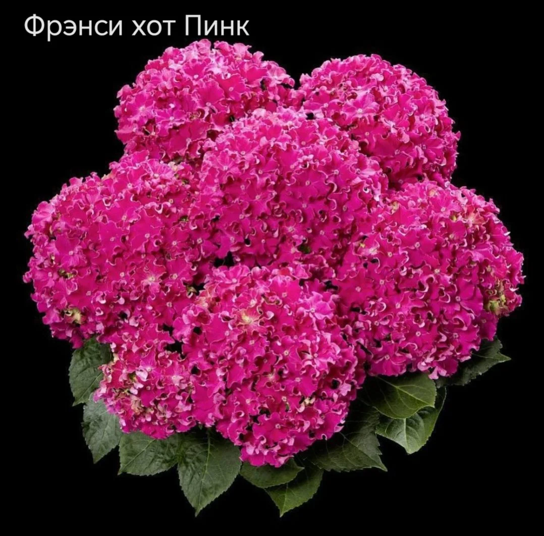 Гортензия крупнолистная - миниатюра 13