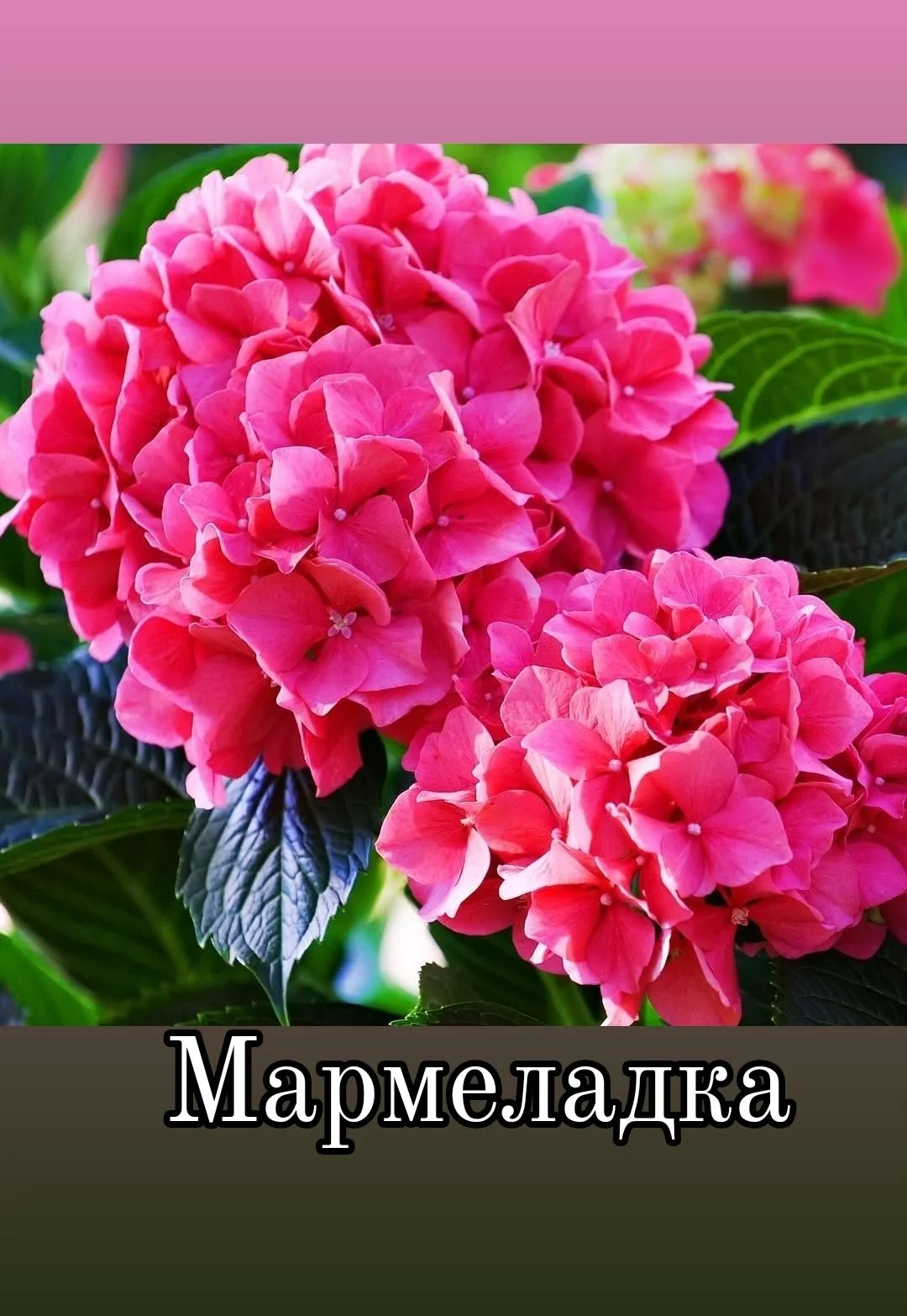 Гортензия крупнолистная - миниатюра 17
