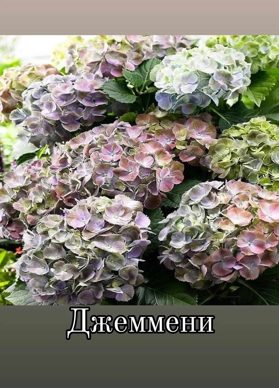 Гортензия крупнолистная - миниатюра 18