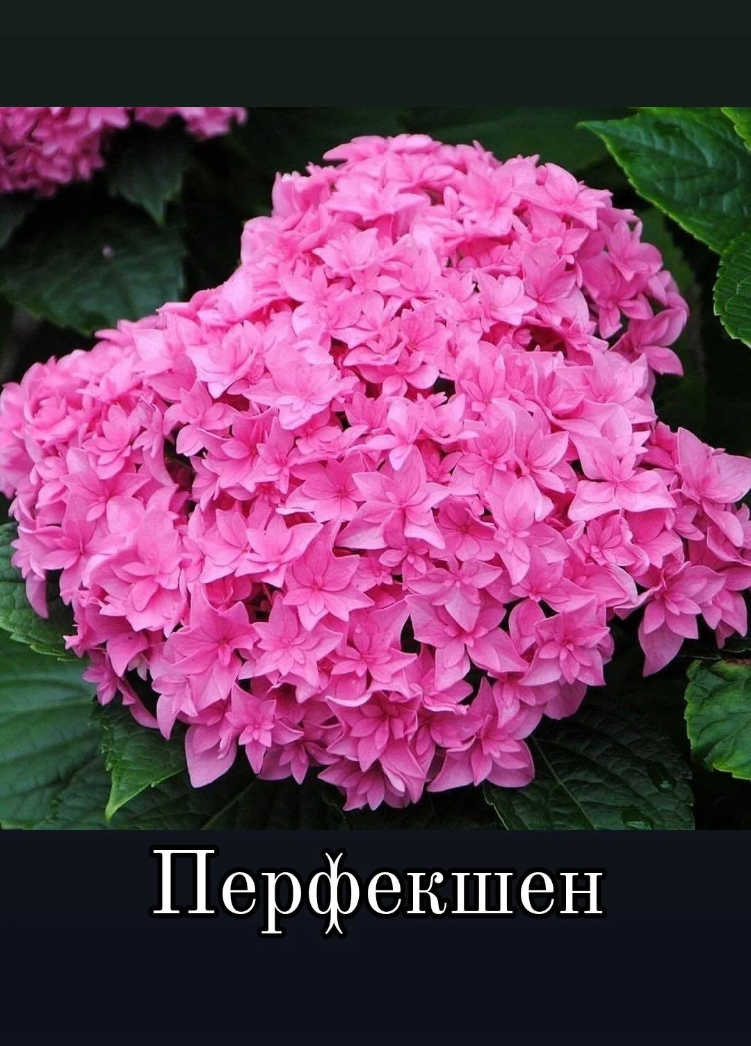 Гортензия крупнолистная - миниатюра 19