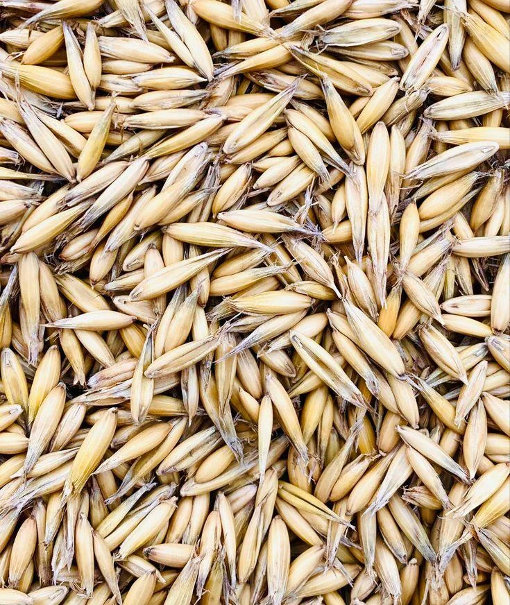 Продам зерно овса - изображение 1