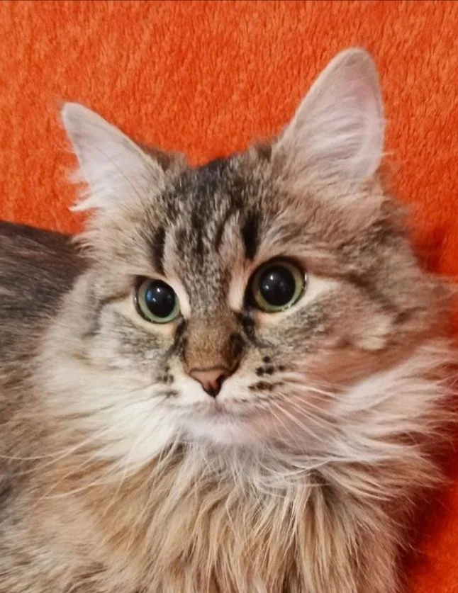 Котенок Эля ищет дом - изображение 1