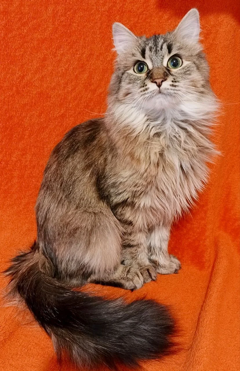 Котенок Эля ищет дом - миниатюра 3