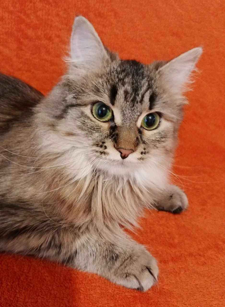 Котенок Эля ищет дом - миниатюра 4