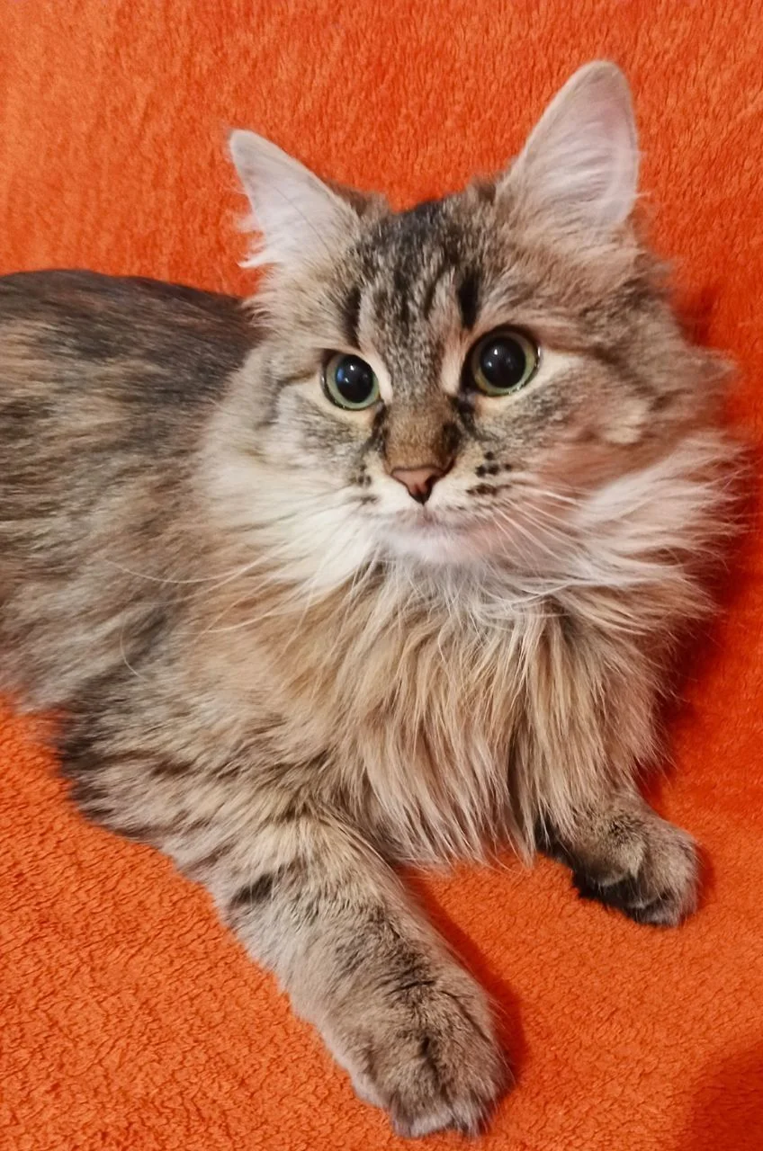 Котенок Эля ищет дом - миниатюра 6