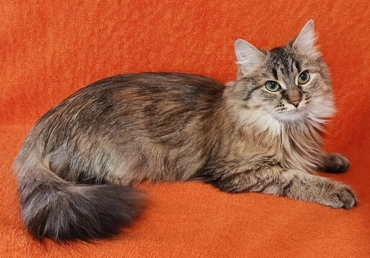 Котенок Эля ищет дом - миниатюра 7