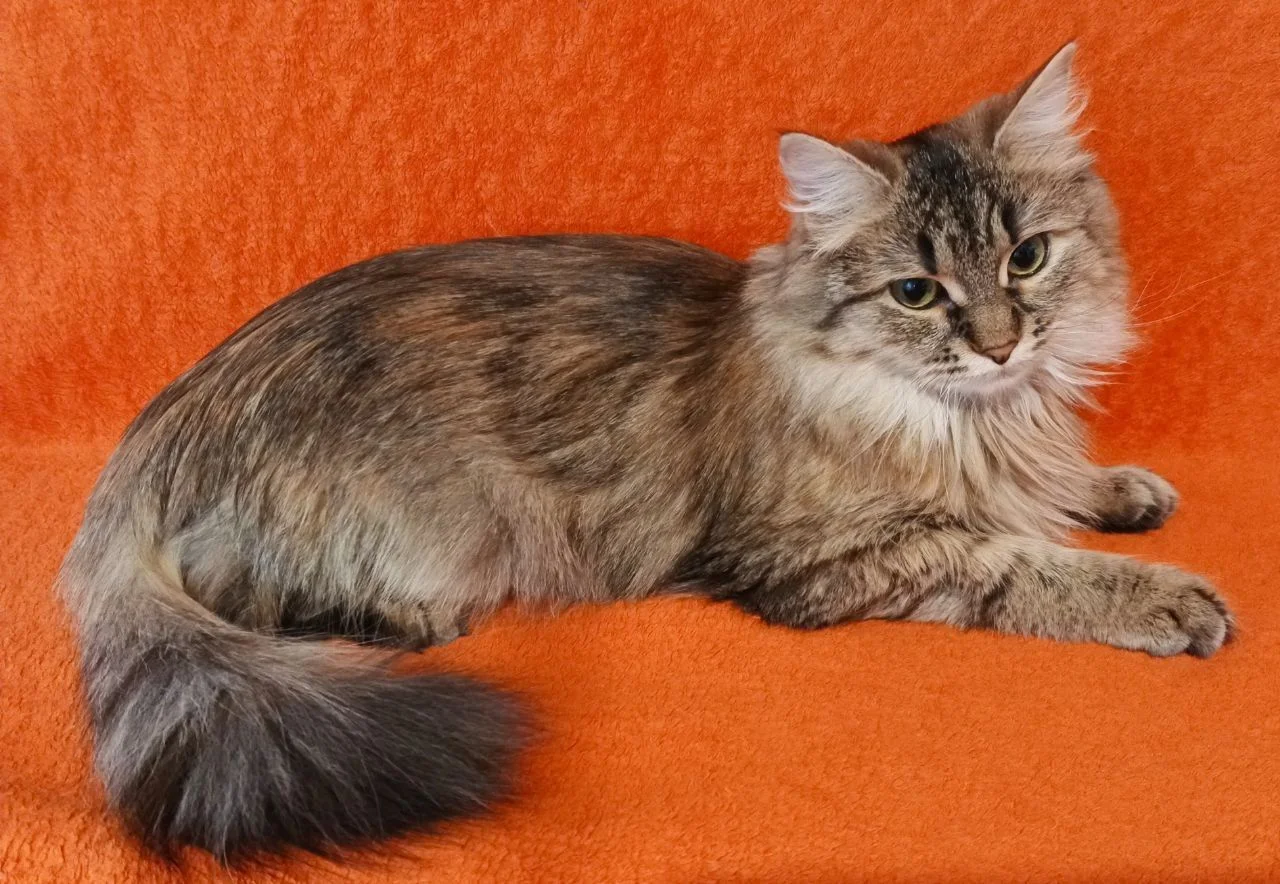 Котенок Эля ищет дом - миниатюра 9