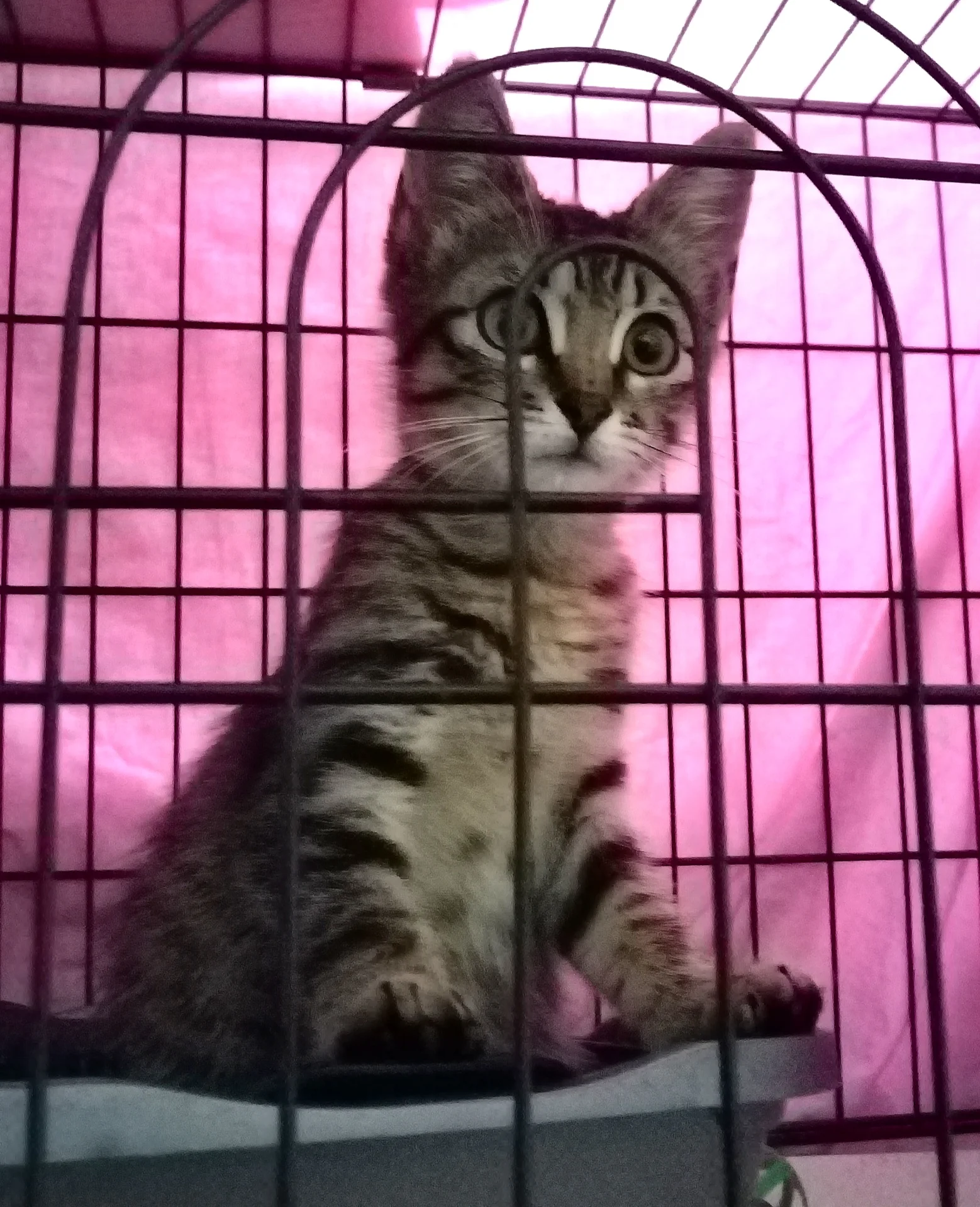 Котенок Габриэла 3мес. Ищет дом - миниатюра 2