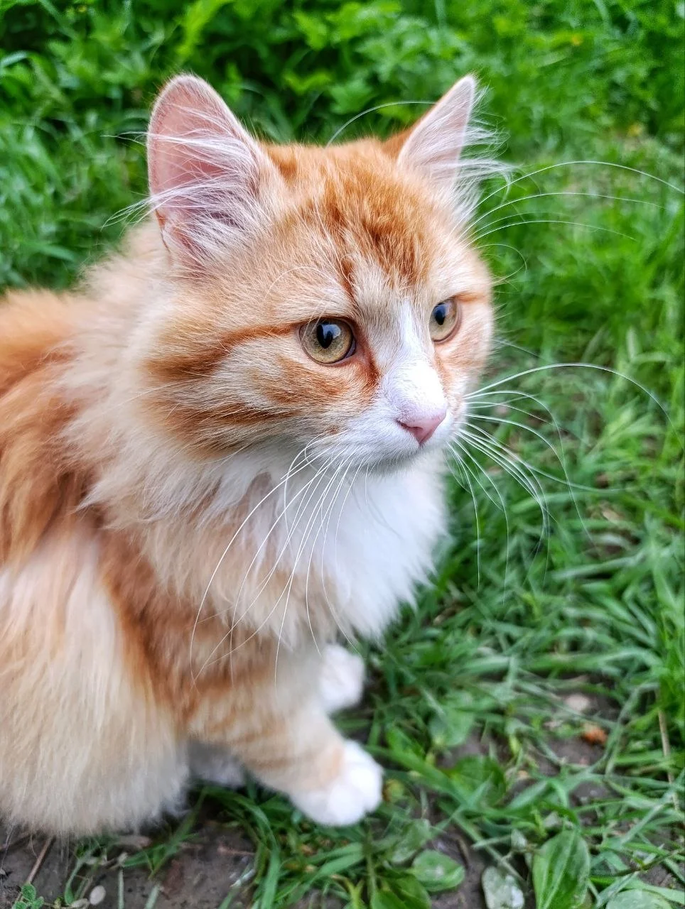 Рыжий котенок-подросток