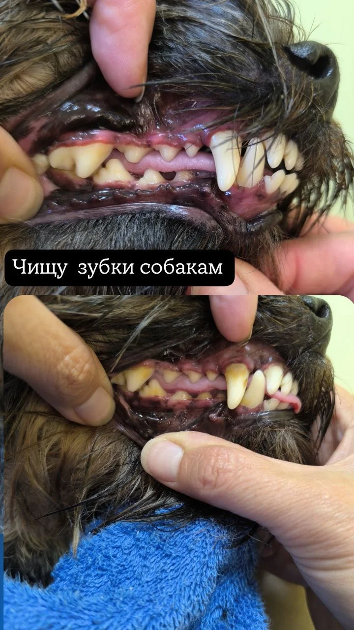 Стрижка собак , груминг - миниатюра 9