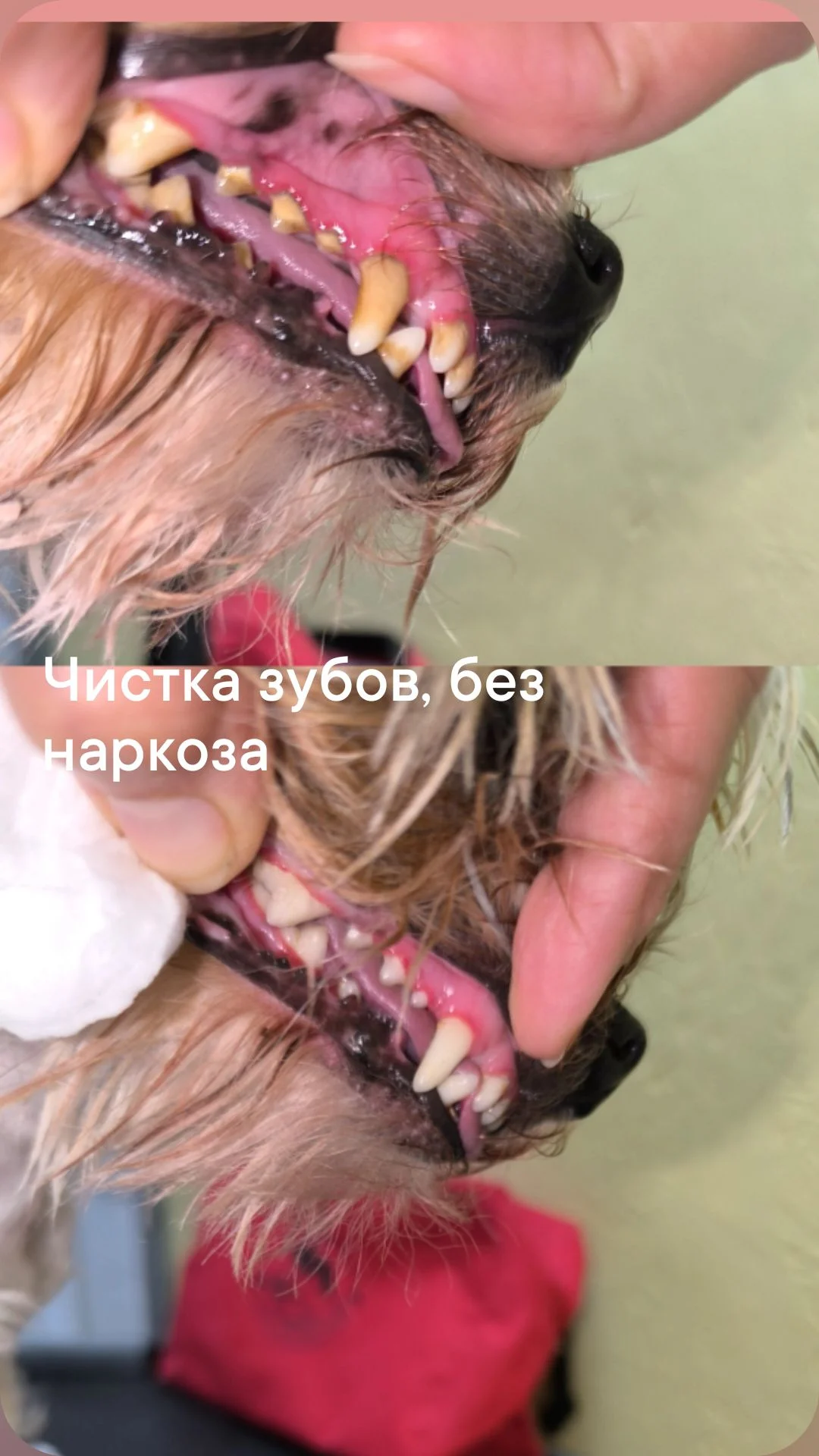 Стрижка собак , груминг - миниатюра 10