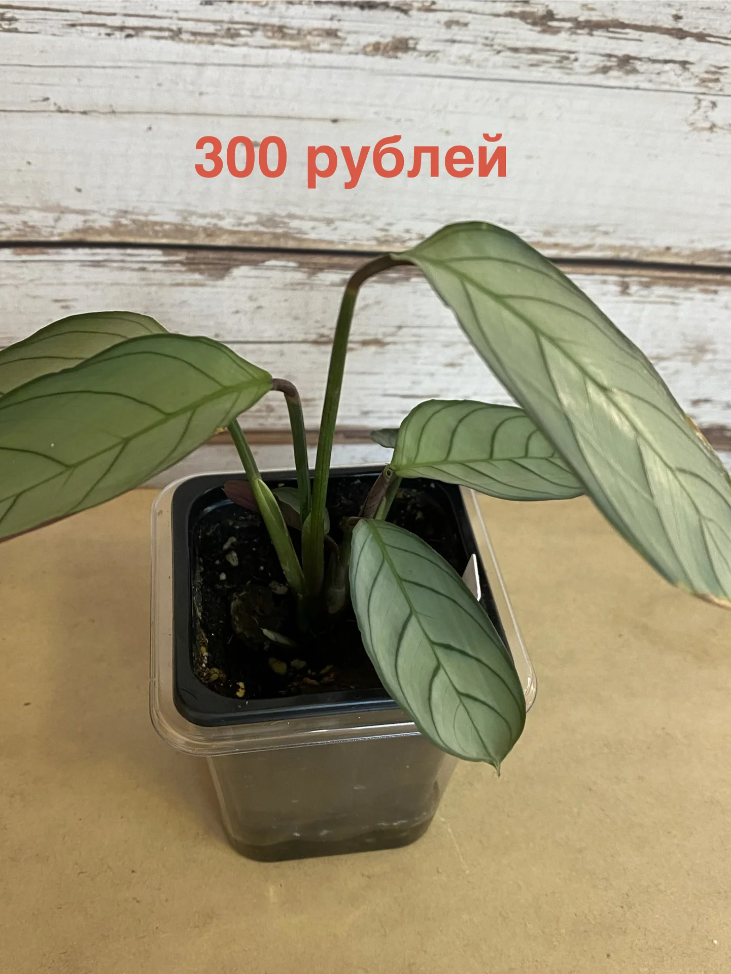 Сансевьера, ктенанта, хлорофитум - миниатюра 5