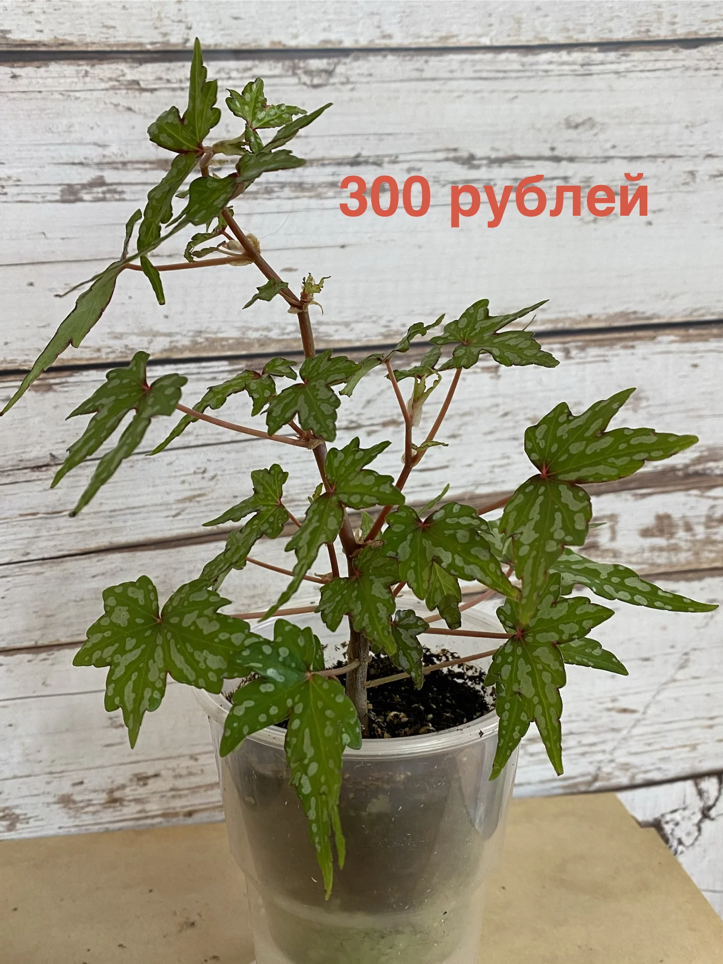 Бегония тростниковая, бегония каудексная - миниатюра 5