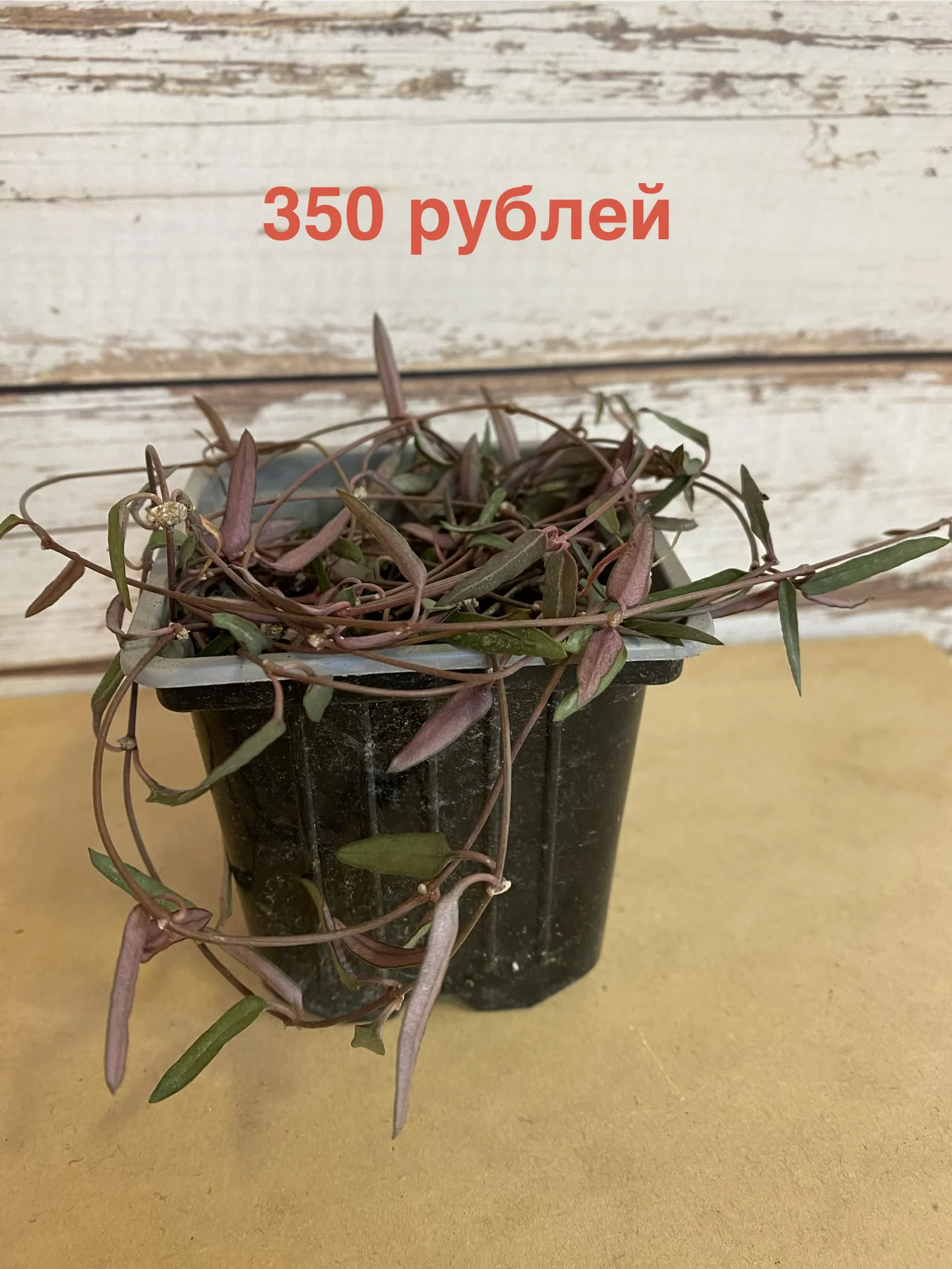 Церопегии - изображение 1
