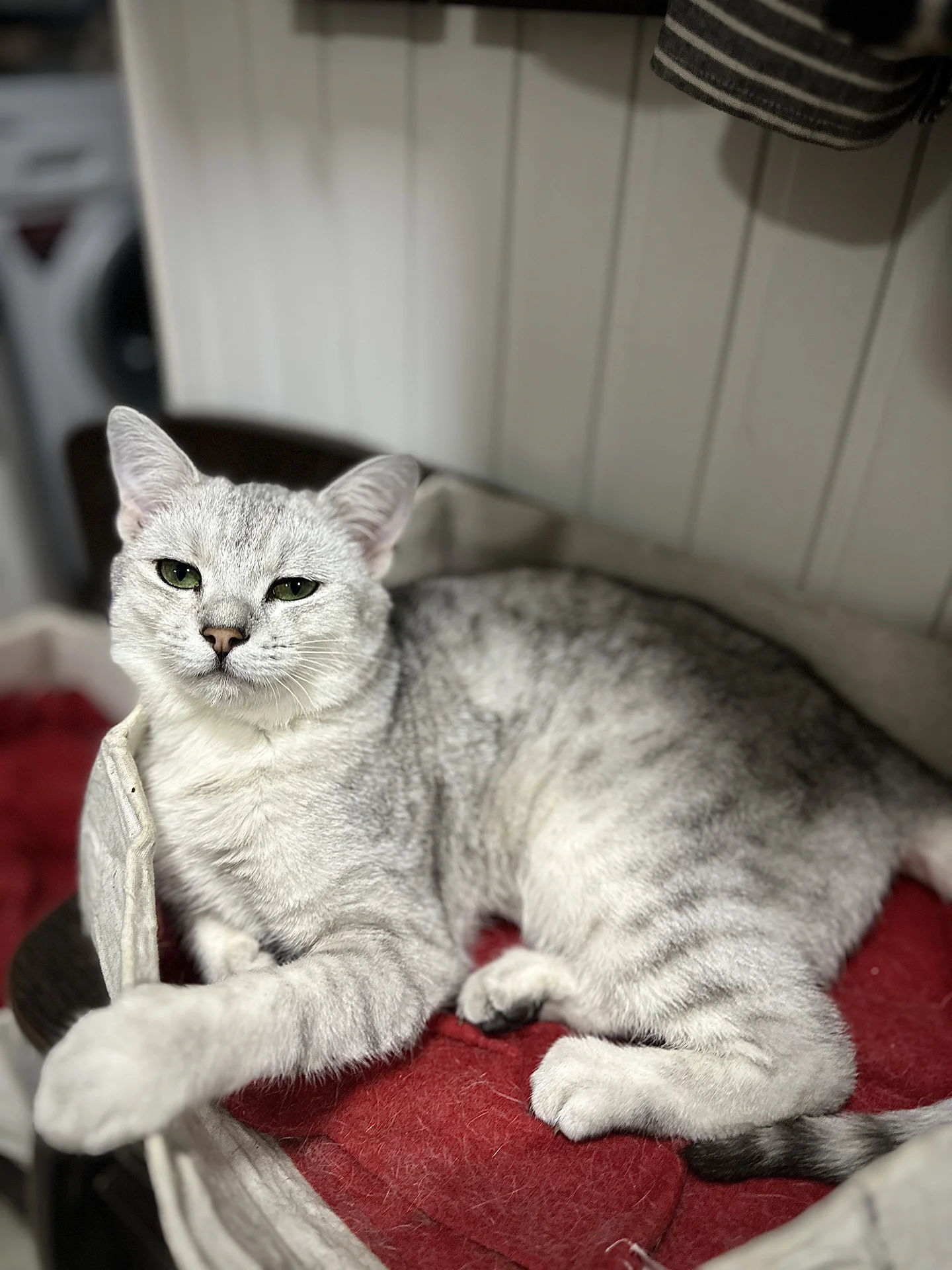 Шотландский котик ищет дом - миниатюра 3