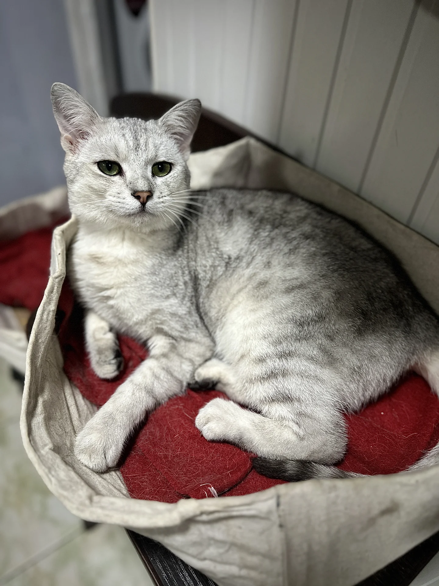 Шотландский котик ищет дом - миниатюра 4