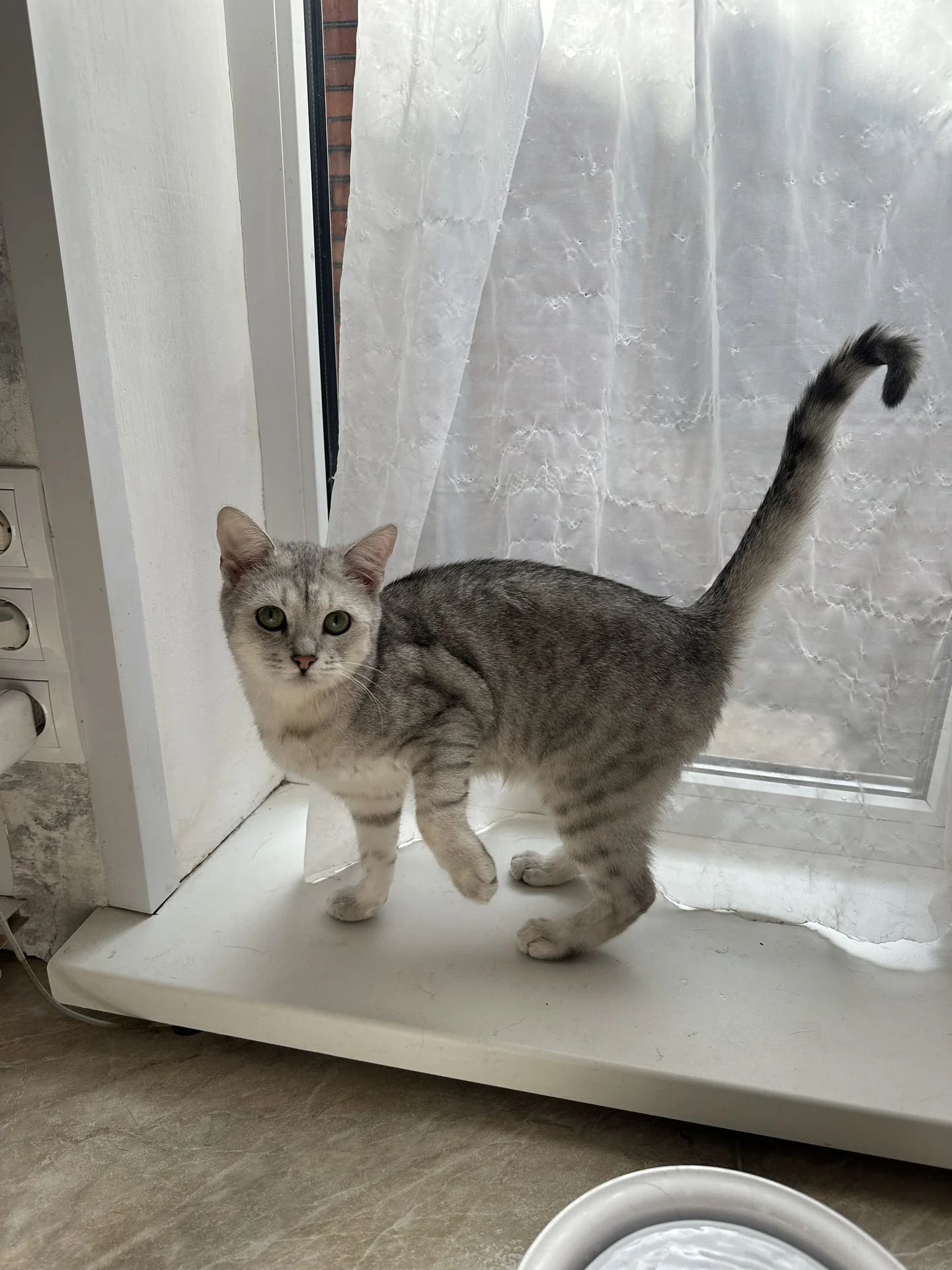 Шотландский котик ищет дом - миниатюра 5