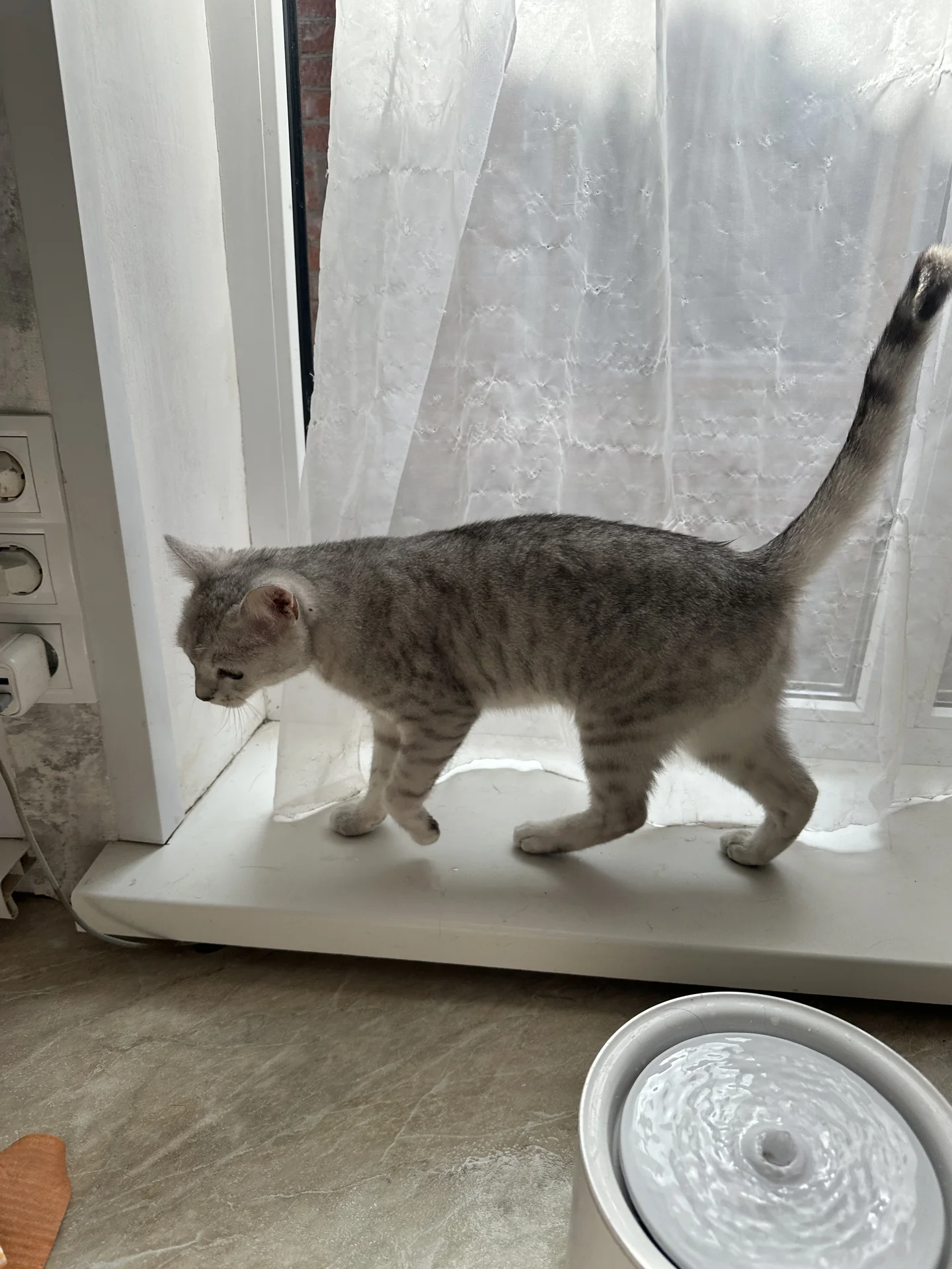 Шотландский котик ищет дом - миниатюра 6